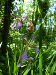 FZ018683 Stinking Iris (Iris foetidissima).jpg
